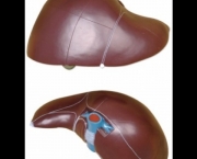 celulas-figado-9