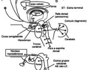 cerebro-dois-milhoes-de-corpos-celulares-3