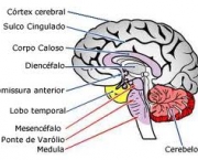 cerebro-dois-milhoes-de-corpos-celulares-4