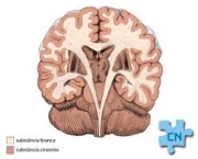 cerebro-dois-milhoes-de-corpos-celulares-5