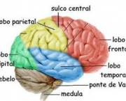 cerebro-dois-milhoes-de-corpos-celulares-6