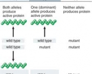 characteristics-are-expressed-by-dominant-genes-2