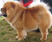 Chow Chow 1