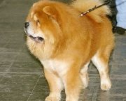 Chow Chow 2