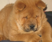 Chow Chow 3