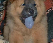 Chow Chow 4