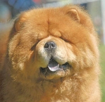 Chow Chow 5