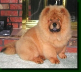 Chow Chow 6