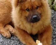 Chow Chow 10