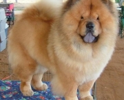 Chow Chow 12