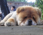 Chow Chow 14