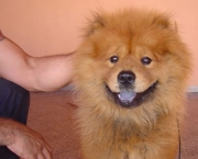 Chow Chow 15