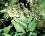 cicuta-douglasii-ou-western-water-hemlock-1