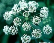 cicuta-douglasii-ou-western-water-hemlock-2