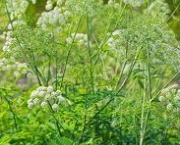 cicuta-douglasii-ou-western-water-hemlock-3