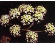 cicuta-douglasii-paralisia-respiratoria-3