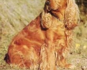 cocker-spaniel-1