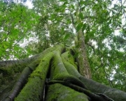 codigo-florestal9