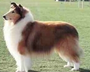 Rough Collie 1