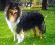 Rough Collie 2