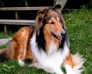 Rough Collie 3