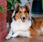 Rough Collie 5