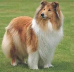 Rough Collie 6