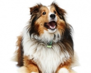 Rough Collie 7