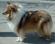 Rough Collie 8