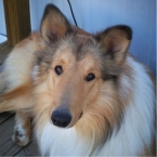 Rough Collie 9