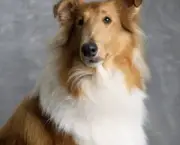 Rough Collie 10