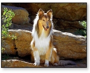 Rough Collie 11