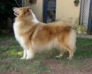 Rough Collie 13