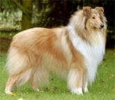 Rough Collie 15