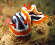 08072602_blog-uncovering-org_nudibranquios.jpg