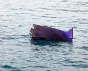 800px-Pacific-sailfish.jpg
