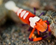 Imperial Partner Shrimp (Periclimenes Imperator)