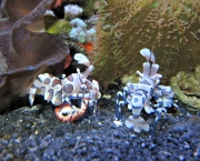 Harlequin-Shrimp.jpg