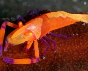 Emperor_Shrimp_-_Periclimenes_imperator.jpg