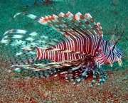 commonlionfish16.jpg