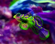 mandarin-dragon9-SYNCHIROPUS-SPLENDIDUS.jpg