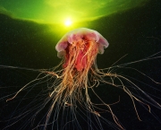 agua-viva-foto-imagem-medusa.jpg