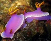 Nudibrânquio (Hypselodoris apolegma).jpg