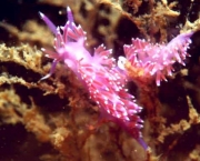 Nudibranquios_2.jpg