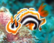 nudibranquio.jpg