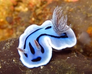 nudibranquios01.jpg