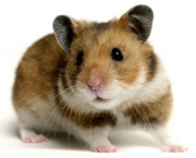 como-criar-hamster-13