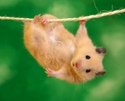 como-criar-hamster-6