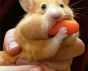 como-criar-hamster-7