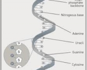 como-e-feita-a-leitura-do-rna-5